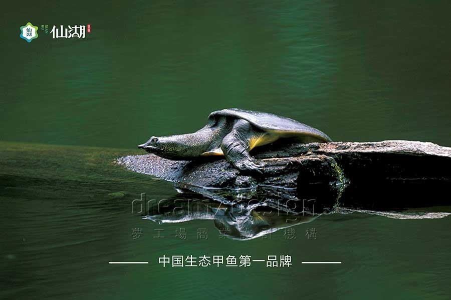 仙湖甲魚(yú)